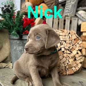 Nick, Silver Labrador Retriever Puppy